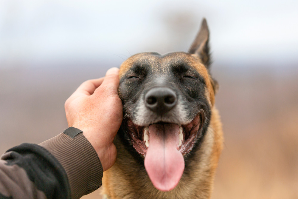 Tierkommunikation: Ein Tor zu einer verborgenen Welt: Foto: © Diablo Gato / shutterstock / #1844591677